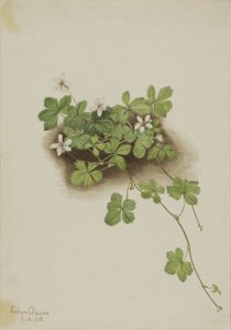 Rovo rosso Rubus pedatus