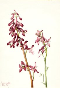 Speronella rossa Delphinium nudicale da Mary Vaux Walcott