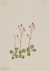 Sassifraga a stelo rosso Saxifraga lyallii da Mary Vaux Walcott