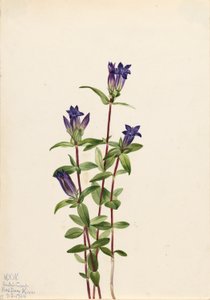 Genziana delle rive (Gentiana affinis) da Mary Vaux Walcott