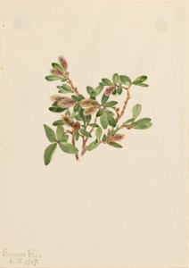 Salice di roccia (Salix petrophila) da Mary Vaux Walcott