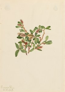 Salice roccioso Salix petrophila, 1917 da Mary Vaux Walcott