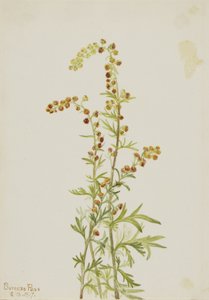 Rock Wormwood (Artemisia discolor) da Mary Vaux Walcott