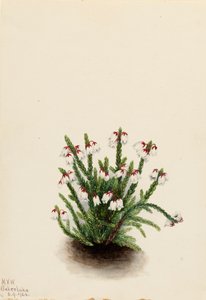 Cassiope delle Montagne Rocciose Cassiope mertensiana, 1924