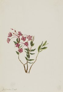 Kalmia delle Montagne Rocciose (Kalmia microphylla) da Mary Vaux Walcott