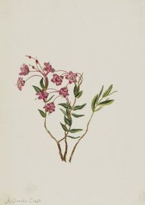 Kalmia delle Montagne Rocciose Kalmia microphylla, n.d. da Mary Vaux Walcott