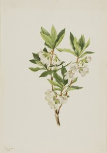 Rododendro delle Montagne Rocciose (Rhododendron albiflorum) da Mary Vaux Walcott