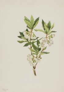 Rododendro delle Montagne Rocciose Rhododendron albiflorum, 1901 da Mary Vaux Walcott
