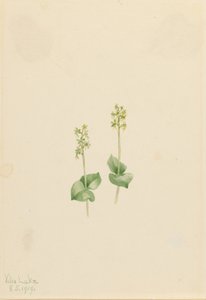 Ophrys necrophylla (Ophrys necrophylla) da Mary Vaux Walcott