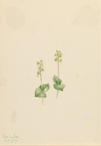 Twayblade delle Montagne Rocciose Ophrys necrophylla, 1919 da Mary Vaux Walcott