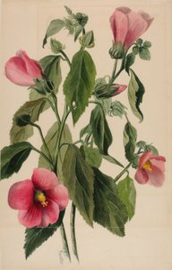 Genziana rosa (Sabbatia angularis) da Mary Vaux Walcott