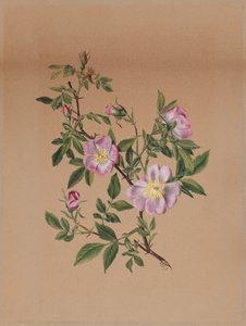 Ibisco palustre, 1878 da Mary Vaux Walcott