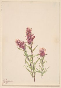 Pennello di rosa Castilleja pallida, 1920 da Mary Vaux Walcott
