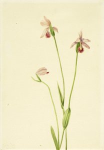 Rose Pogonia (Pogonia ophioglossoides) da Mary Vaux Walcott