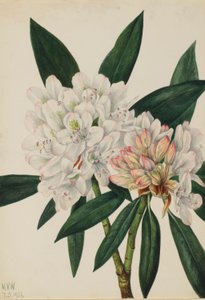Rododendro di Rosebay (Rhododendron maximum)