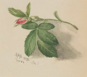 Bocca di rosa da Mary Vaux Walcott