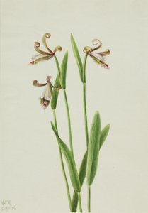 Orchidea Rosebud Pogonia divaricata, 1926 da Mary Vaux Walcott
