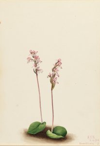 Orchidea a foglie rotonde (Orchis rotundifolia) da Mary Vaux Walcott