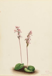 Orchidea a foglia rotonda Orchis rotundifolia, 1924 da Mary Vaux Walcott