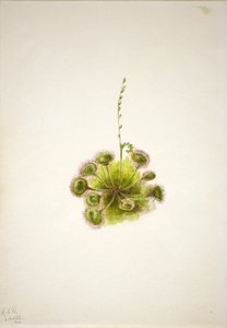 Drosera rotundifolia (Drosera rotundifolia) da Mary Vaux Walcott