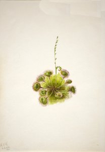 Drosera a foglia tonda Drosera rotundifolia, 1933 da Mary Vaux Walcott
