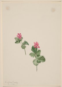 Rubus articus da Mary Vaux Walcott