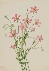 Saltmarsh Rosegentian (Sabbatia stellaris) da Mary Vaux Walcott