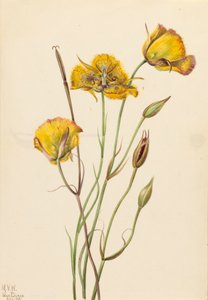 San Diego Mariposa Calochortus weedii da Mary Vaux Walcott