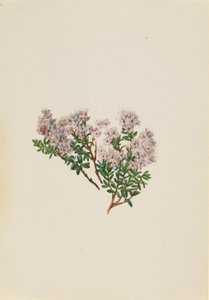 Mirto delle sabbie (Leiophyllum lyoni) da Mary Vaux Walcott