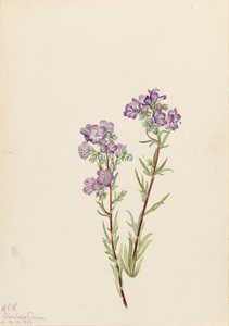 Sand Phacelia Phacelia linearis, 1923