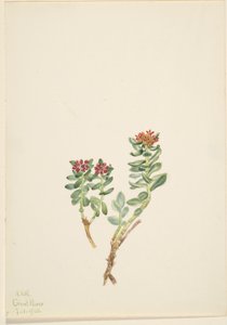 Sanifoiga adscendeus da Mary Vaux Walcott