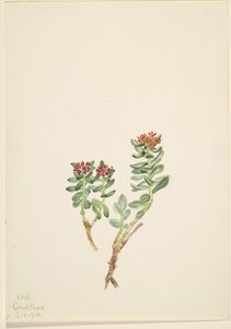 Sanifoiga adscendeus da Mary Vaux Walcott
