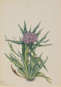 Saussurea Saussurea densa da Mary Vaux Walcott