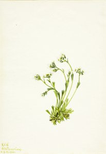 Sassifraga (Saxifraga caespitosa) da Mary Vaux Walcott