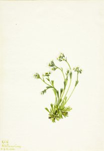 Sassifraga caespitosa da Mary Vaux Walcott