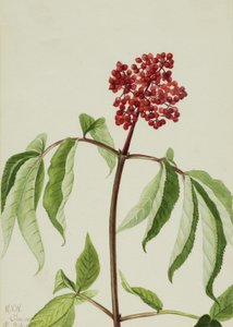 Sambuco scarlatto Sambucus pubens, 1922