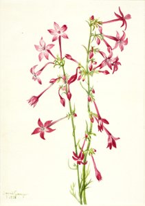 Gilia scarlatta Gilia aggregata