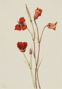Mariposa scarlatta (Calochortus kennedyi)