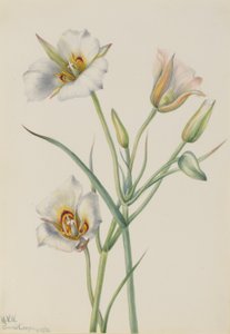 Giglio di Sego (Calochortus nuttallii)