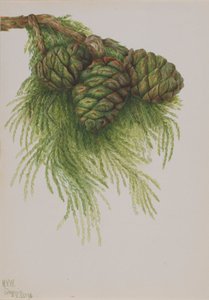 Sequoia gigantea, 1896 da Mary Vaux Walcott
