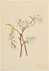 Ombrellifere (Amelianchier oblongifolia) da Mary Vaux Walcott