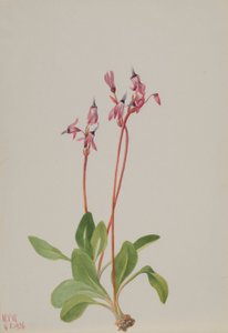 Stella cadente (Dodecatheon hendersonii)