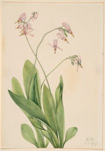 Stella cadente (Dodecatheon meadia) da Mary Vaux Walcott