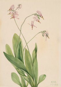 Stella cadente Dodecatheon meadia, 1919 da Mary Vaux Walcott
