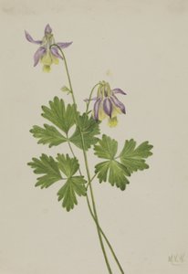 Colombina a Sperone Corto Aquilegia brevistyla, 1907 da Mary Vaux Walcott