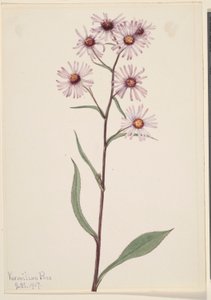 Aster vistoso (Aster conspicuus) da Mary Vaux Walcott