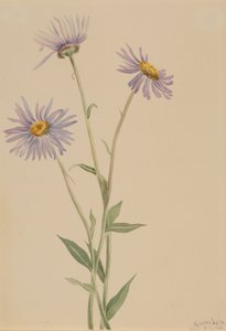 Erigeron salsuginosus, 1902 da Mary Vaux Walcott