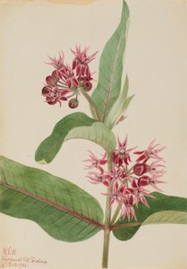 Asclepiade vistosa Asclepias speciosa, 1923