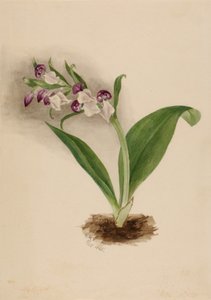 Orchidee appariscenti da Mary Vaux Walcott