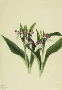 Orchis spectabilis da Mary Vaux Walcott